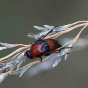 Ripiphoridae (family) at Yarralumla, ACT - 28 Jan 2022