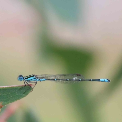 Austroagrion watsoni (Eastern Billabongfly) at Yarralumla, ACT - 27 Jan 2022 by ConBoekel