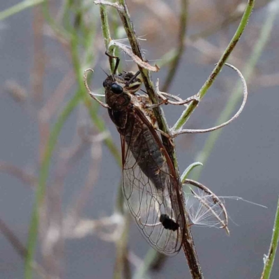 Galanga labeculata (Double-spotted cicada) at Blue Gum Point to Attunga Bay - 28 Jan 2022 by ConBoekel