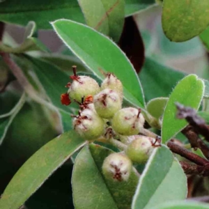 Cotoneaster pannosus at Yarralumla, ACT - 28 Jan 2022