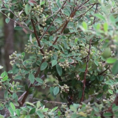 Cotoneaster pannosus at Yarralumla, ACT - 28 Jan 2022 10:08 AM