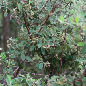 Cotoneaster pannosus at Yarralumla, ACT - 28 Jan 2022 10:08 AM