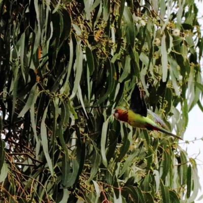 Platycercus eximius (Eastern Rosella) at Blue Gum Point to Attunga Bay - 27 Jan 2022 by ConBoekel