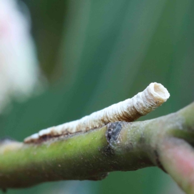 Chaetophyes compacta (Tube spittlebug) at Blue Gum Point to Attunga Bay - 27 Jan 2022 by ConBoekel