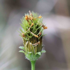 Bidens pilosa (Cobbler's Pegs, Farmer's Friend) at Yarralumla, ACT - 27 Jan 2022 by ConBoekel