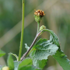 Bidens pilosa at Yarralumla, ACT - 28 Jan 2022