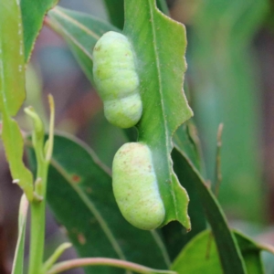 Fergusonina sp. (genus) at Yarralumla, ACT - 28 Jan 2022