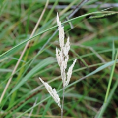 Holcus lanatus (Yorkshire Fog) at Yarralumla, ACT - 27 Jan 2022 by ConBoekel