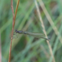 Zygoptera (suborder) (Damselfly) at Blue Gum Point to Attunga Bay - 27 Jan 2022 by ConBoekel