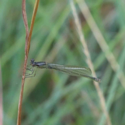 Zygoptera (suborder) (Damselfly) at Blue Gum Point to Attunga Bay - 27 Jan 2022 by ConBoekel