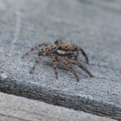 Unverified Spider - 1 Jan 1900 by ConBoekel