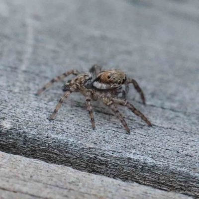 Unverified Spider - 1 Jan 1900 by ConBoekel