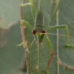 Caedicia simplex at Yarralumla, ACT - 28 Jan 2022 10:01 AM