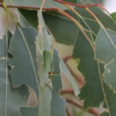 Caedicia simplex at Yarralumla, ACT - 28 Jan 2022 10:01 AM