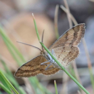 Scopula rubraria at Yarralumla, ACT - 28 Jan 2022