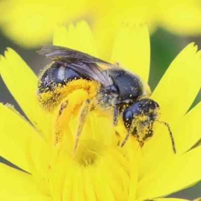 Lasioglossum (Chilalictus) sp. (genus & subgenus) (Halictid bee) at Yarralumla, ACT - 27 Jan 2022 by ConBoekel