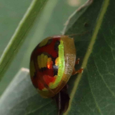 Paropsisterna gloriosa (Glorious eucalyptus leaf beetle) at Blue Gum Point to Attunga Bay - 27 Jan 2022 by ConBoekel