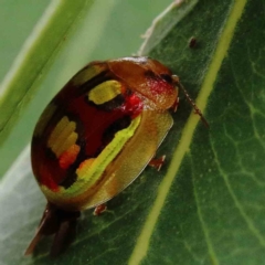 Paropsisterna gloriosa at Yarralumla, ACT - 28 Jan 2022 10:01 AM