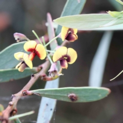 Daviesia mimosoides (Bitter Pea) at Yarralumla, ACT - 27 Jan 2022 by ConBoekel