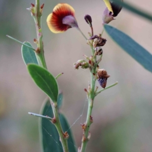 Daviesia mimosoides at Yarralumla, ACT - 28 Jan 2022