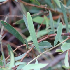 Daviesia mimosoides at Yarralumla, ACT - 28 Jan 2022