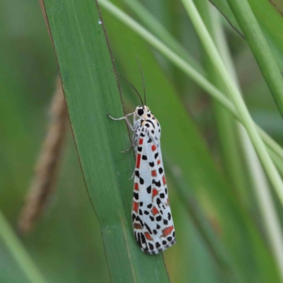 Utetheisa (genus) (A tiger moth) at Blue Gum Point to Attunga Bay - 27 Jan 2022 by ConBoekel