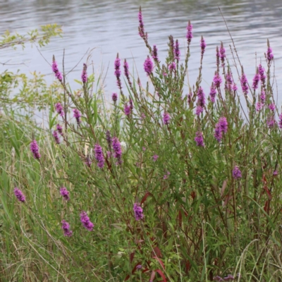 Lythrum salicaria (Purple Loosestrife) at Yarralumla, ACT - 28 Jan 2022 by ConBoekel