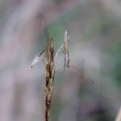 Mutusca brevicornis (A broad-headed bug) at Blue Gum Point to Attunga Bay - 27 Jan 2022 by ConBoekel