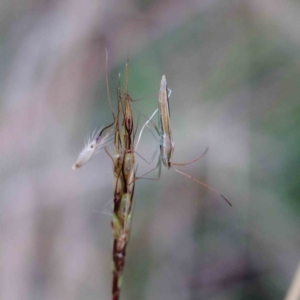 Mutusca brevicornis at Yarralumla, ACT - 28 Jan 2022