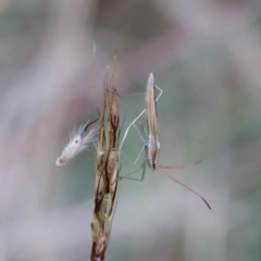 Mutusca brevicornis at Yarralumla, ACT - 28 Jan 2022 10:53 AM