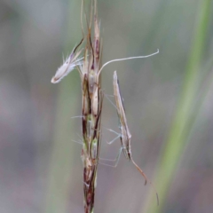 Mutusca brevicornis at Yarralumla, ACT - 28 Jan 2022 10:53 AM