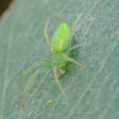 Araneus circulissparsus (species group) (Speckled Orb-weaver) at Yarralumla, ACT - 28 Jan 2022 by ConBoekel