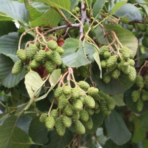 Alnus glutinosa at Yarralumla, ACT - 28 Jan 2022