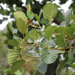 Alnus glutinosa at Yarralumla, ACT - 28 Jan 2022