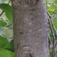 Alnus glutinosa at Yarralumla, ACT - 28 Jan 2022