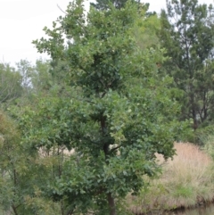 Alnus glutinosa at Yarralumla, ACT - 28 Jan 2022