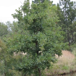 Alnus glutinosa at Yarralumla, ACT - 28 Jan 2022