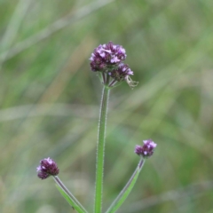 Verbena incompta (Purpletop) at Yarralumla, ACT - 28 Jan 2022 by ConBoekel