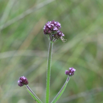 Verbena incompta (Purpletop) at Blue Gum Point to Attunga Bay - 27 Jan 2022 by ConBoekel