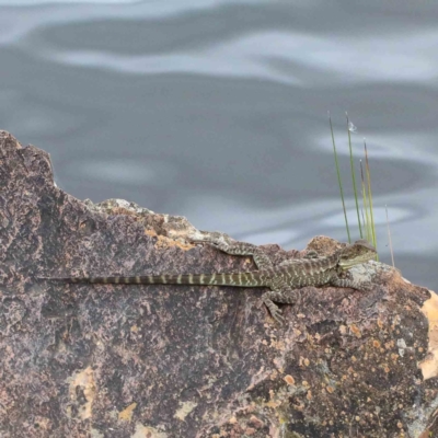 Intellagama lesueurii howittii (Gippsland Water Dragon) at Yarralumla, ACT - 28 Jan 2022 by ConBoekel