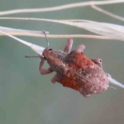 Gonipterus scutellatus (Eucalyptus snout beetle, gum tree weevil) at Blue Gum Point to Attunga Bay - 27 Jan 2022 by ConBoekel