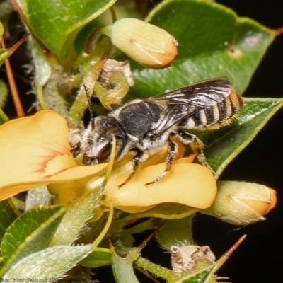 Megachile sp. (several subgenera) (Resin Bees) at ANBG - 31 Jan 2022 by Roger