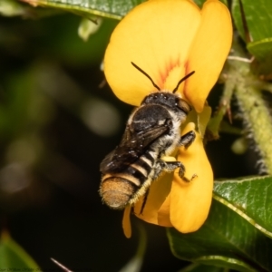 Megachile sp. (several subgenera) at Acton, ACT - 31 Jan 2022