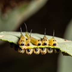 Lophyrotoma interrupta (Cattle Poisoning Sawfly) at Molonglo Valley, ACT - 31 Jan 2022 by Roger