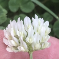 Trifolium repens (White Clover) at Garran, ACT - 31 Jan 2022 by Tapirlord