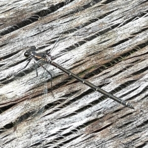 Argiolestidae (family) at Cotter Reserve - 31 Jan 2022