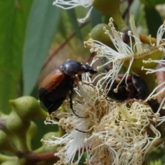 Phyllotocus navicularis at Molonglo Valley, ACT - 31 Jan 2022