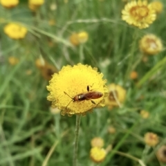 Unidentified Wasp (Hymenoptera, Apocrita) at Weston, ACT - 30 Jan 2022 by AliceH