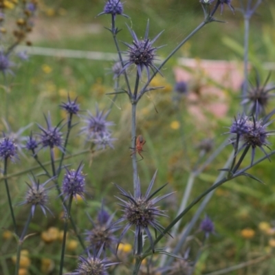 Gminatus australis (Orange assassin bug) at Fowles St. Woodland, Weston - 29 Jan 2022 by AliceH