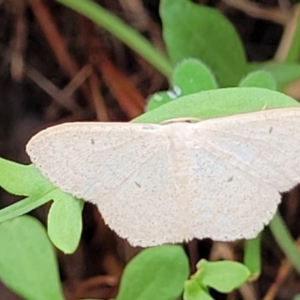 Scopula optivata at Molonglo Valley, ACT - 31 Jan 2022